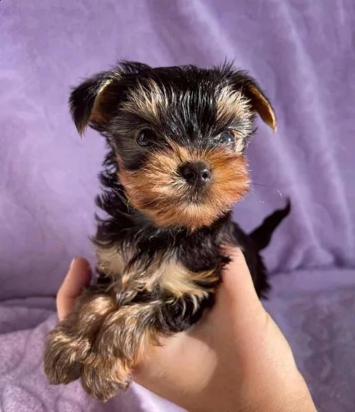 vendo cuccioli di yorkie | Foto 1