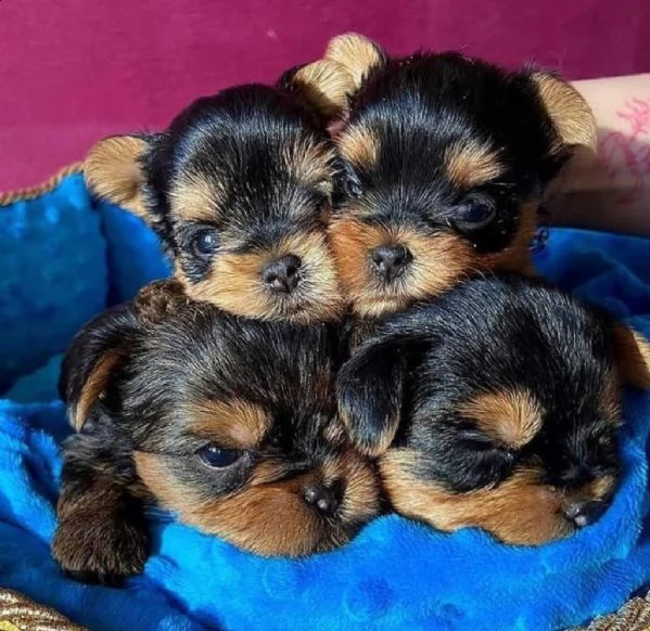 vendo cuccioli di yorkie