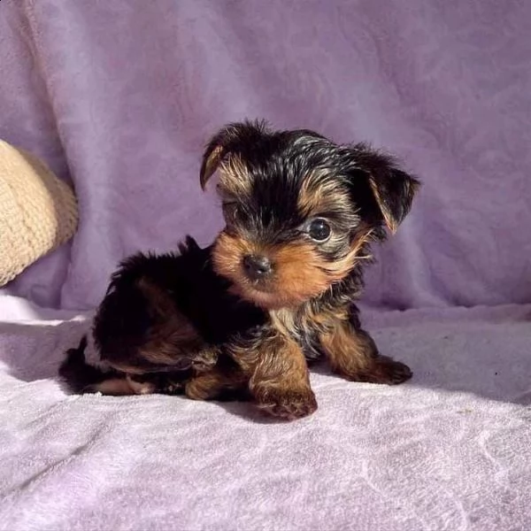vendo cuccioli di yorkie | Foto 0