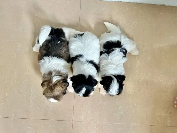 regalo shitzu | Foto 0