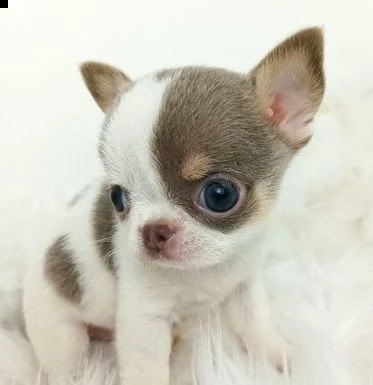 cuccioli chihuahua bellissimi 