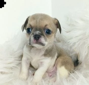 cuccioli chihuahua bellissimi  | Foto 0