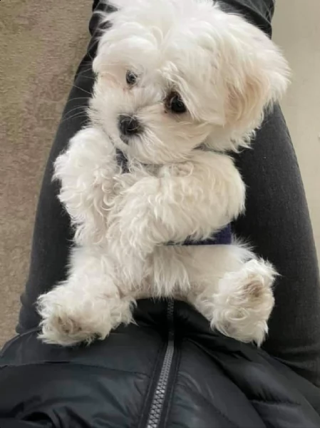 regalo maltese toy,,,,,,  | Foto 0