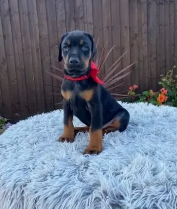 cuccioli di dobermann di due mesi