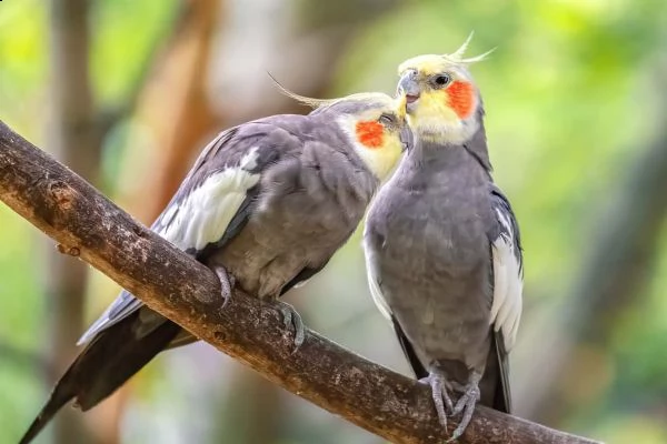 pappagalli cockatiel maschio e femmina pronti a partire.