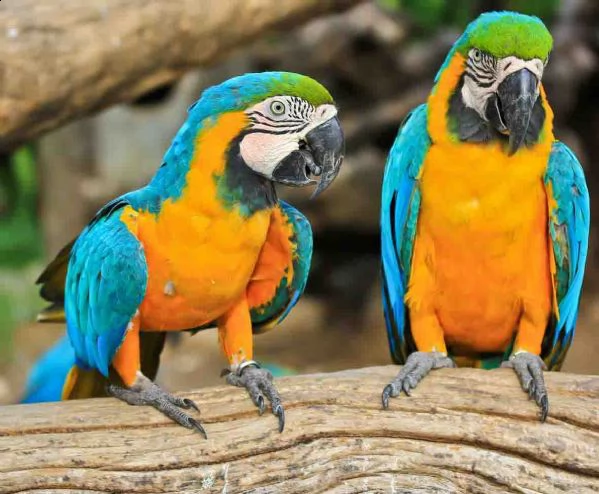pappagalli macaw ararauna maschio e femmina pronti a partire.