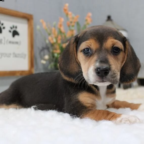 beagle cuccioli per l'adozione bellissima cucciolata cerca nuova famiglia, 4 maschi e 3 femmina, 60 