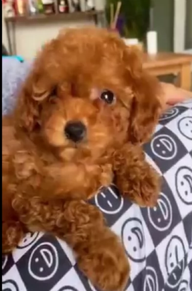 regalo barboncino toy,,,, 