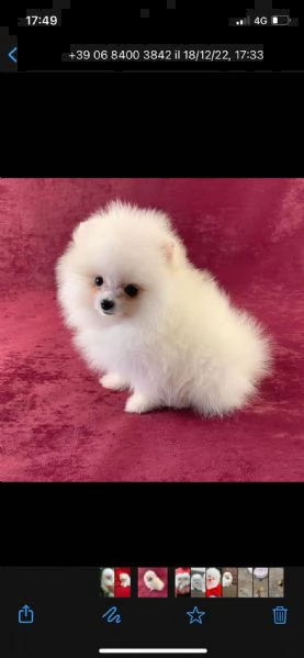 regalo pomeranian toy disponibile,,,,, 