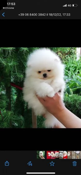 regalo pomeranian toy disponibile,,,,,  | Foto 0