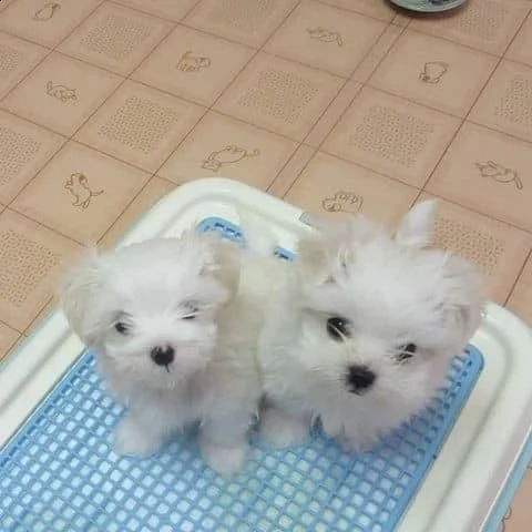 (((((((regalo maltese toy )))) | Foto 0