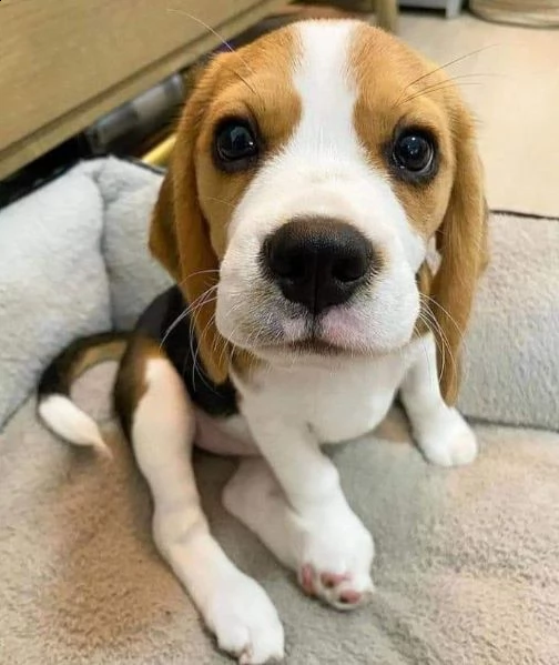regalo beagle hyg | Foto 0