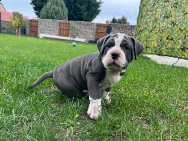 splendidi e affettuosissimi cuccioli di cane corso | Foto 0