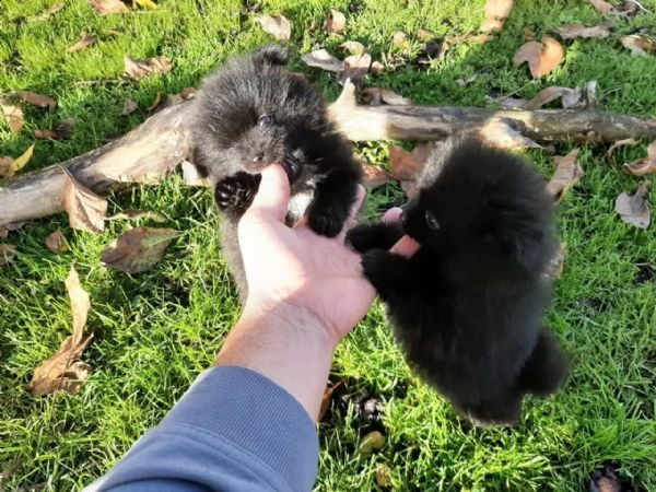 cucciolo di pomerania