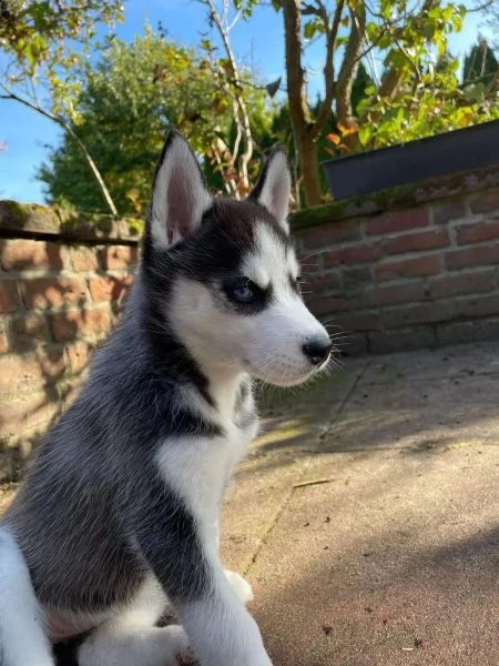 bellissimi cuccioli di siberian husky
