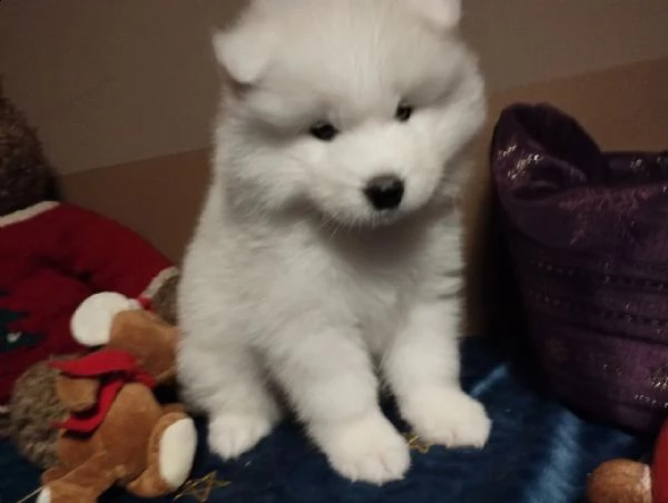disponibili cuccioli samoiedo | Foto 2