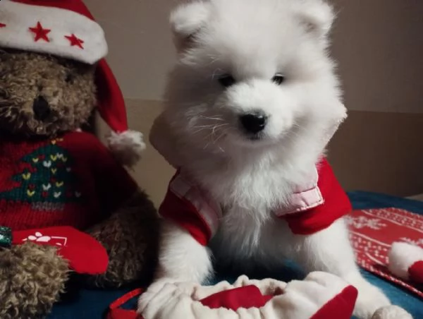 disponibili cuccioli samoiedo