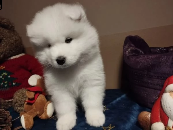 disponibili cuccioli samoiedo | Foto 1