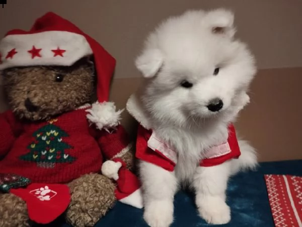 disponibili cuccioli samoiedo | Foto 0