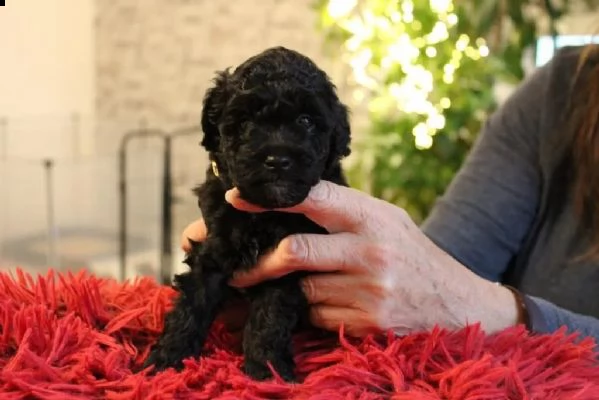 cuccioli di barboncino toy | Foto 3