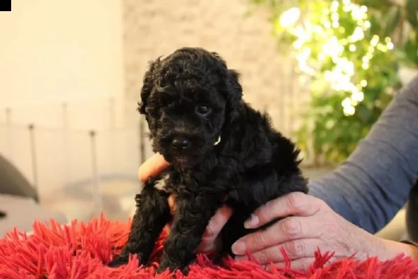 cuccioli di barboncino toy | Foto 2