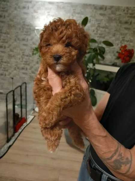 cuccioli di barboncino toy | Foto 1