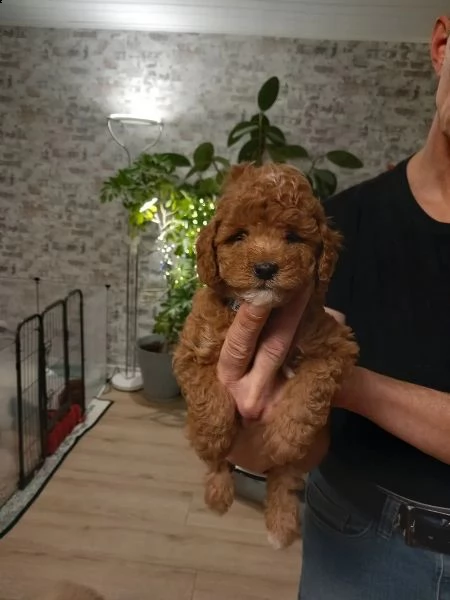 cuccioli di barboncino toy | Foto 0