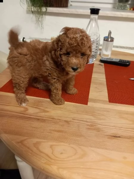 cuccioli di barboncino toy