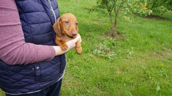 cuccioli choco e fulvo bassotto pedigree enci | Foto 2