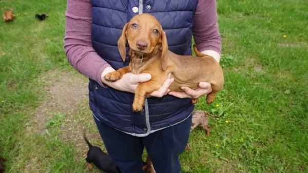 cuccioli choco e fulvo bassotto pedigree enci | Foto 1
