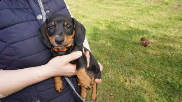 cuccioli choco e fulvo bassotto pedigree enci | Foto 0