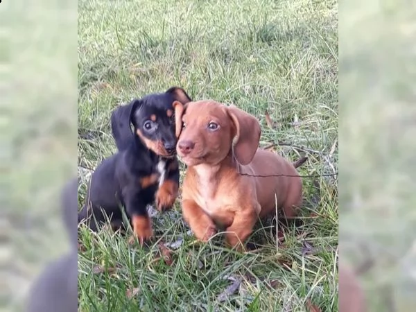 cuccioli choco e fulvo bassotto pedigree enci