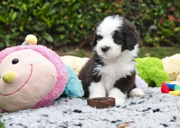 cuccioli border collie | Foto 3