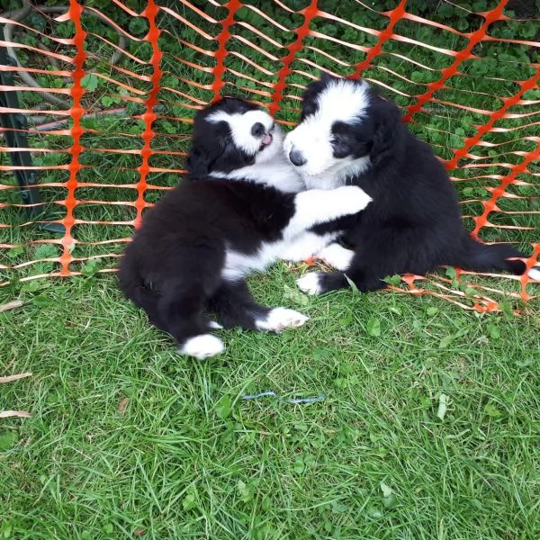 cuccioli border collie | Foto 1