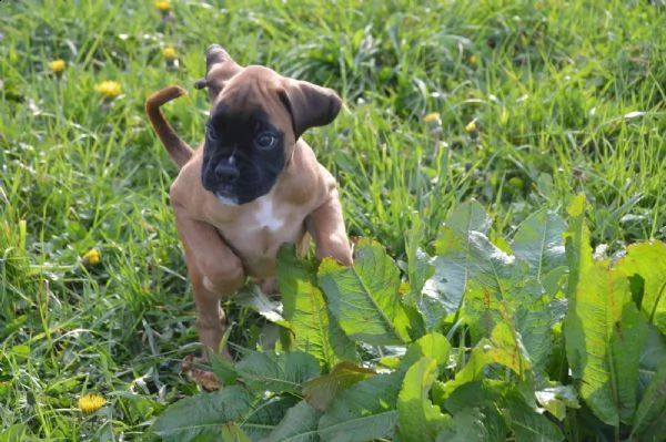 bellissimi cuccioli di boxer | Foto 2