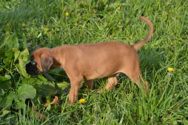 bellissimi cuccioli di boxer
