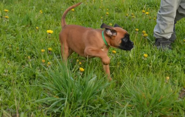 bellissimi cuccioli di boxer | Foto 0