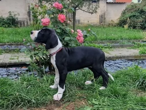 bellissimi cuccioli di alano