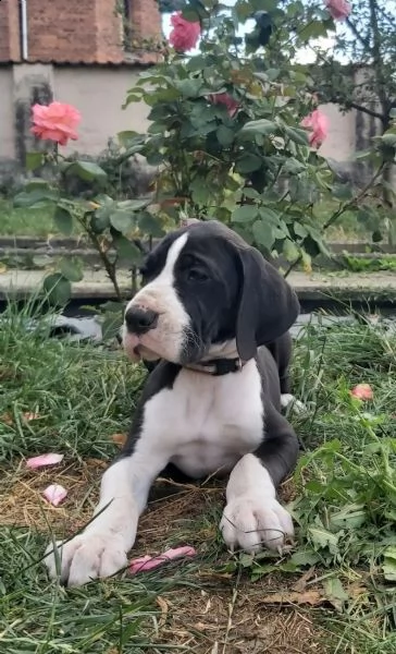 bellissimi cuccioli di alano | Foto 2