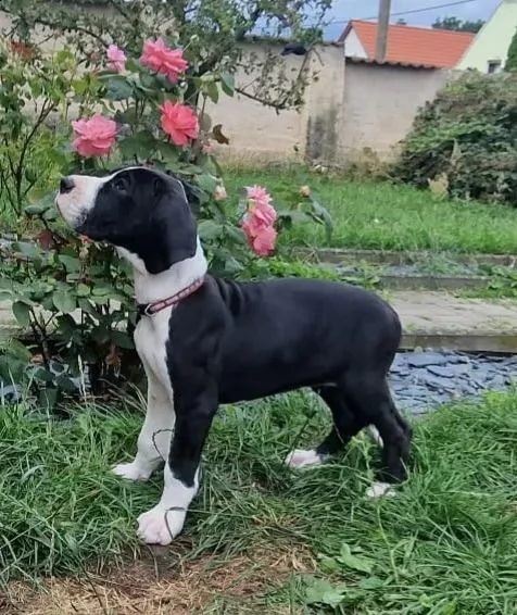 bellissimi cuccioli di alano | Foto 1