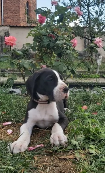 bellissimi cuccioli di alano | Foto 0