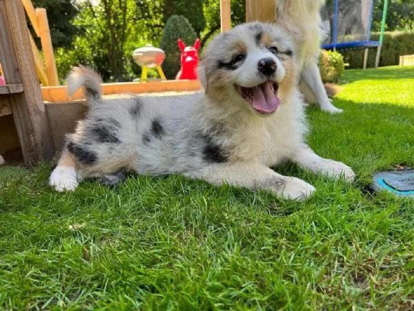 cuccioli di pastore australiano con documenti, pronti per partire