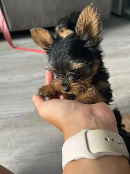 disponibile per yorkshire terrier ragazzi e ragazze. | Foto 0