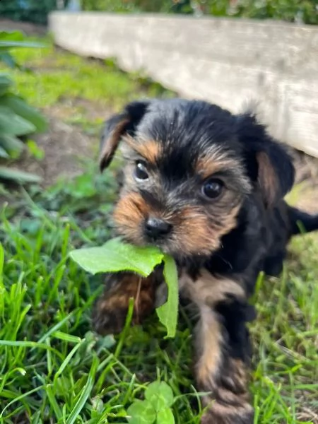 disponibile per yorkshire terrier ragazzi e ragazze.