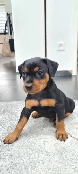 cuccioli di pintscher tedesco | Foto 2