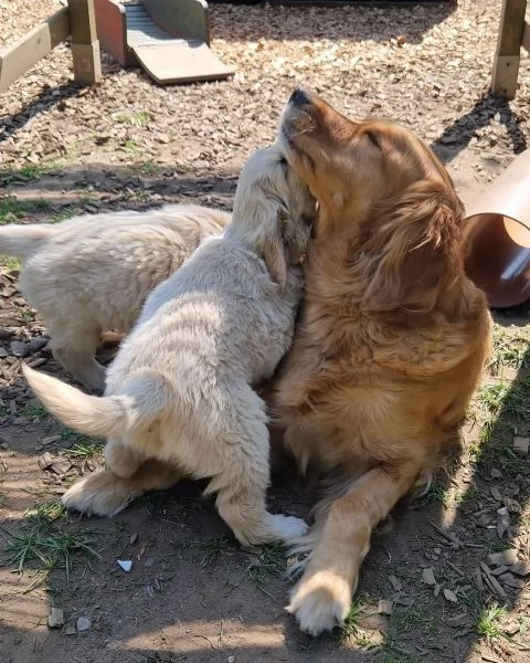 Cuccioli di Golden Retriever | Foto 1