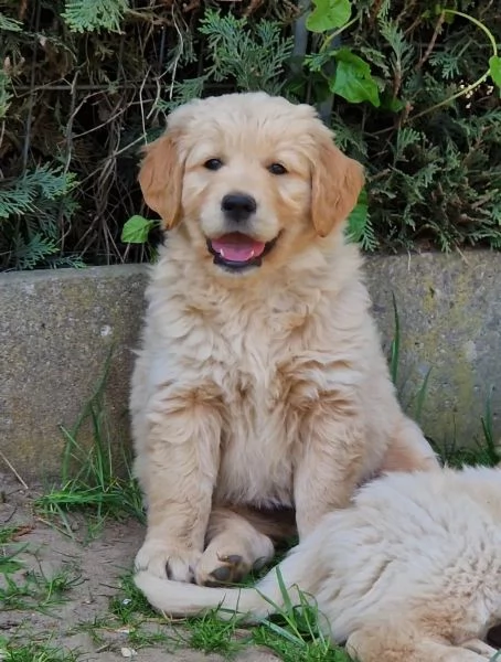 SPLENDIDI CUCCIOLI DI GOLDEN RETRIEVER