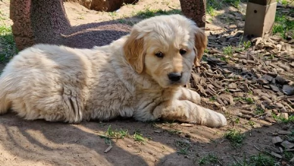 SPLENDIDI CUCCIOLI DI GOLDEN RETRIEVER | Foto 0