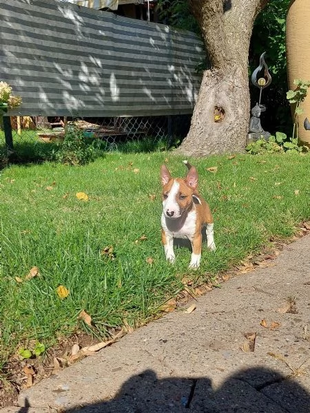 3 splendidi cuccioli di BULL TERRIER | Foto 2