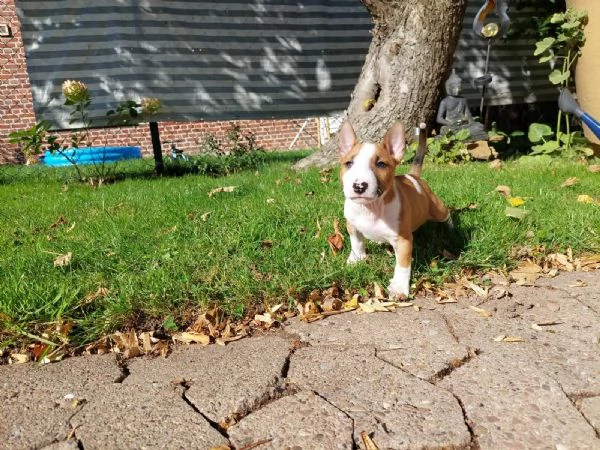3 splendidi cuccioli di BULL TERRIER | Foto 1